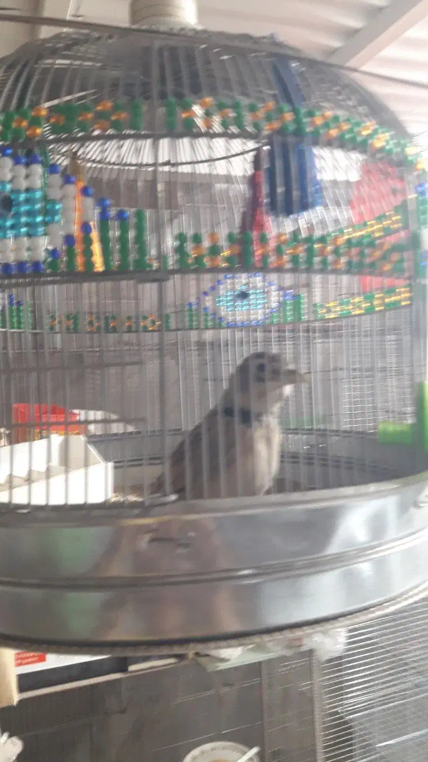 فروش دوعدد سهره مست مست کاگل بگیر|پرنده|بهبهان, |دیوار