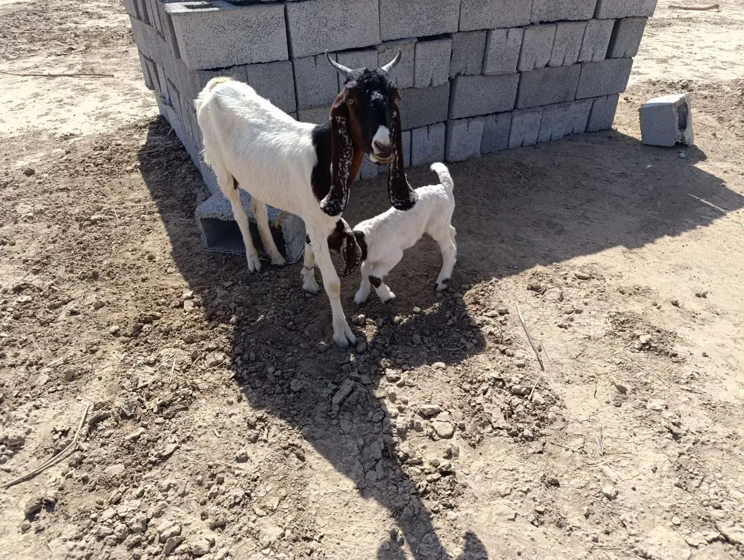 فروش فوری گوسفند|حیوانات مزرعه|جیرفت, |دیوار