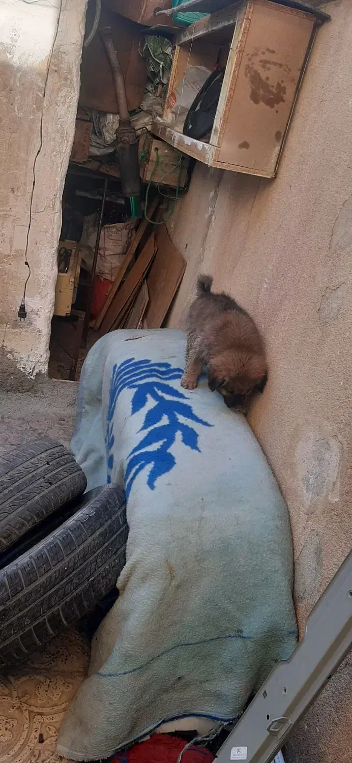 توله|سگ|کرمانشاه, |دیوار