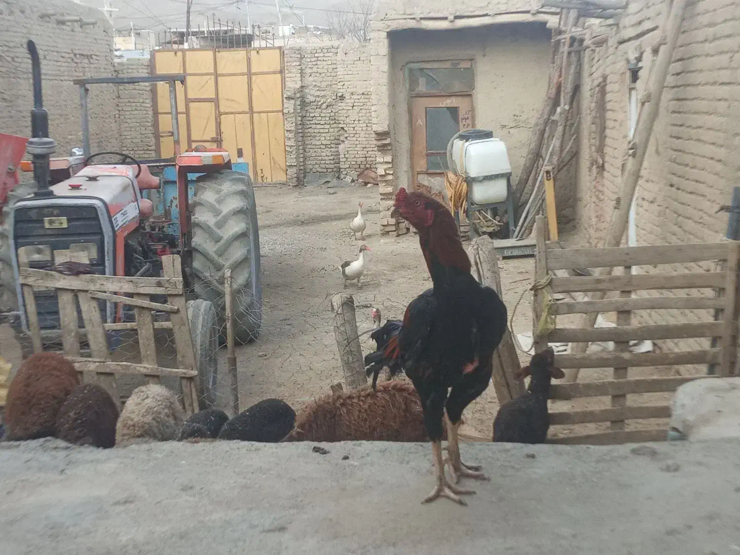 غاز ماده|حیوانات مزرعه|سامن, |دیوار