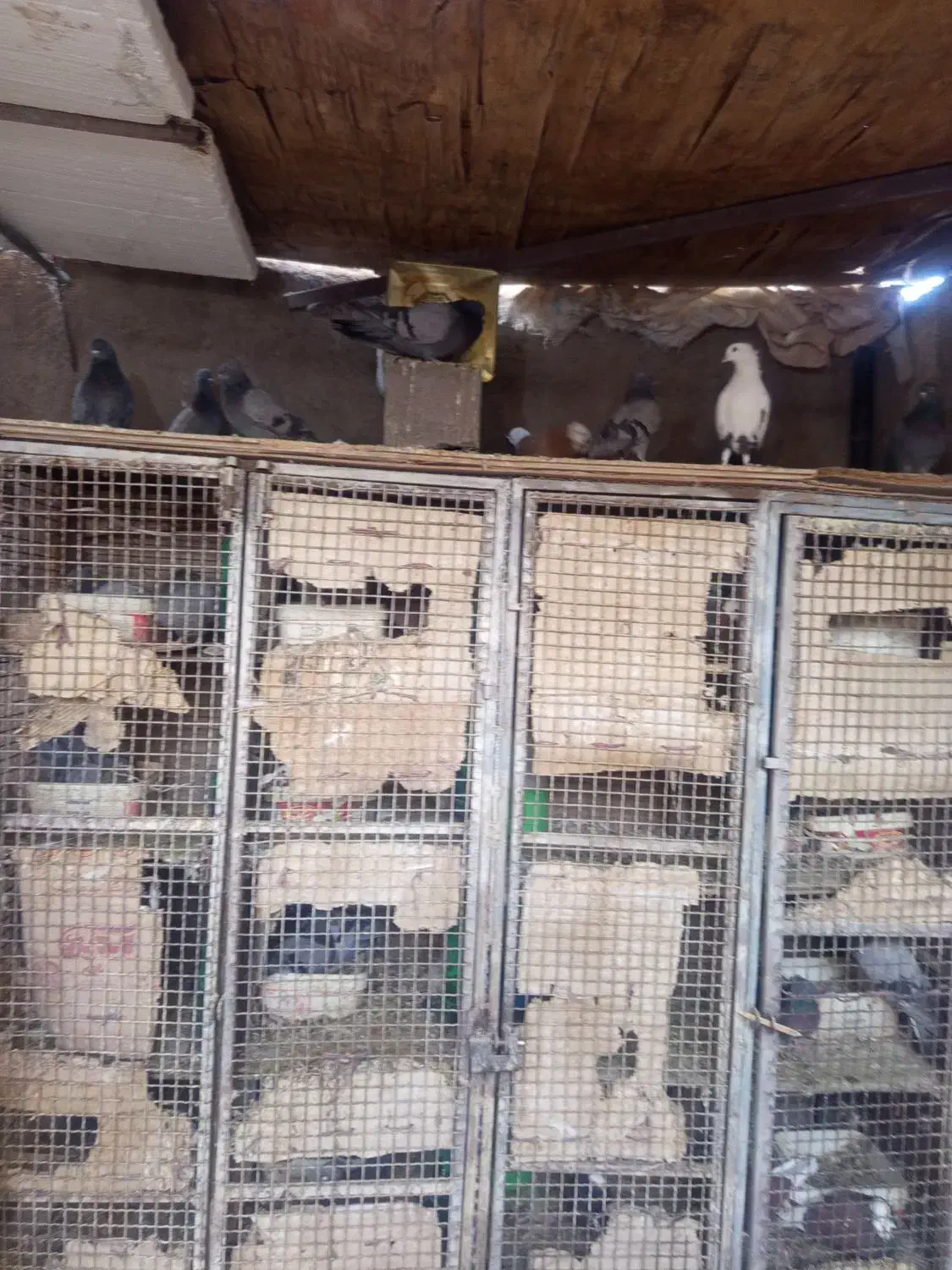 تعدادی سبزبازیکن کلایی|پرنده|بم, |دیوار