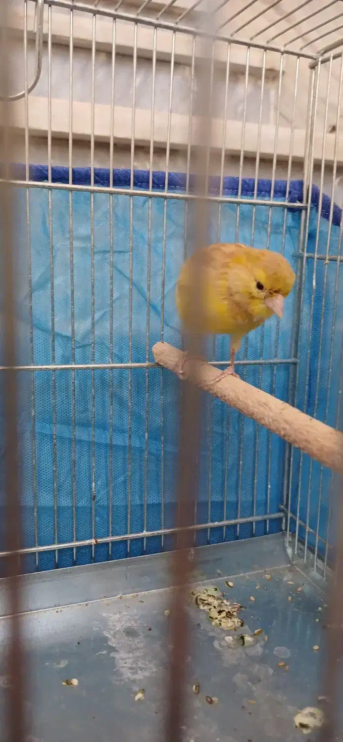 قناری ماده|پرنده|ساوه, |دیوار