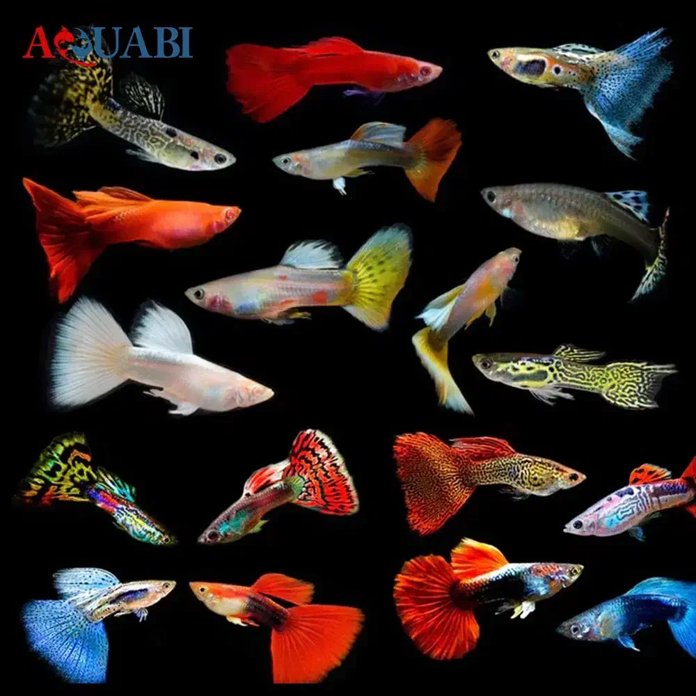 گوپی|ماهی|مراغه, |دیوار