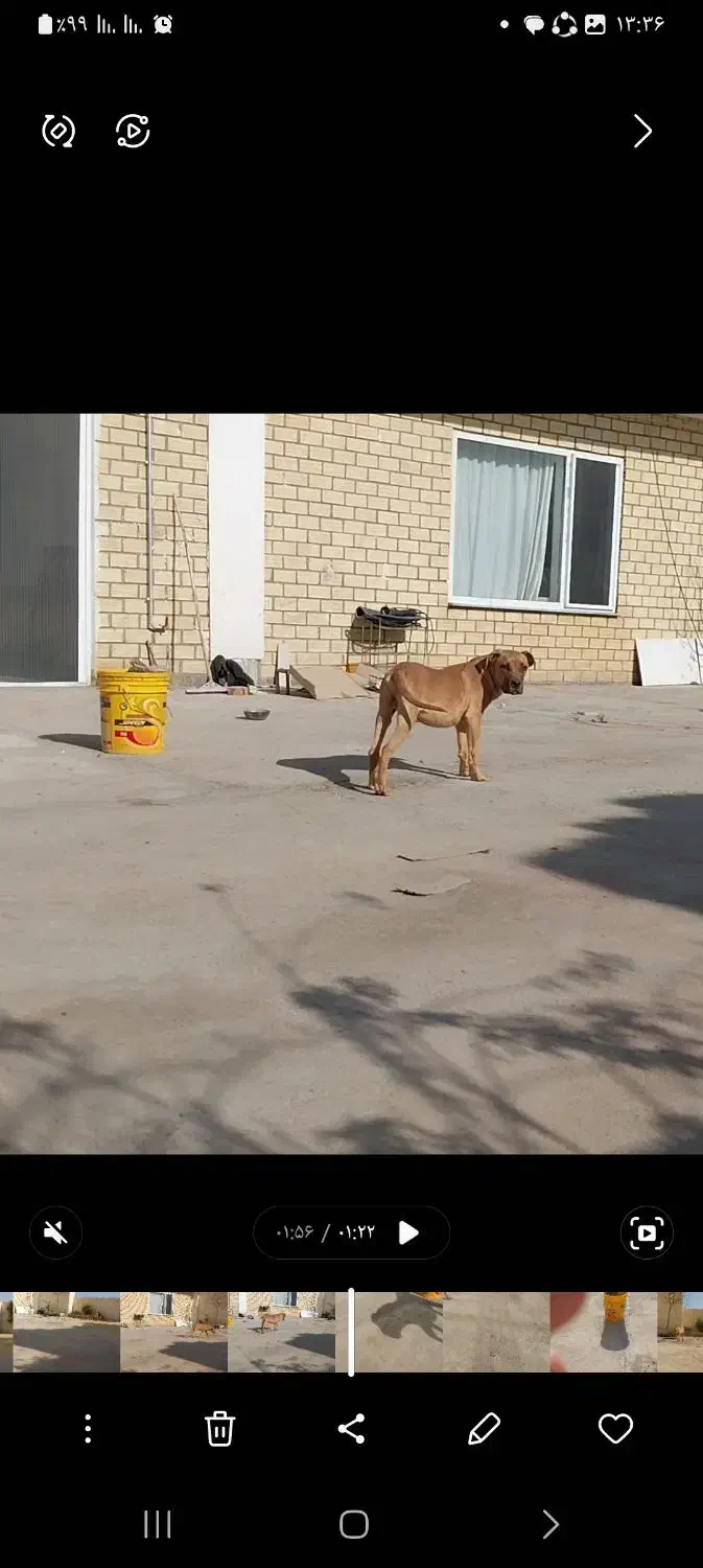 توله ۵ ماهه پیتبول|سگ|بوکان, |دیوار