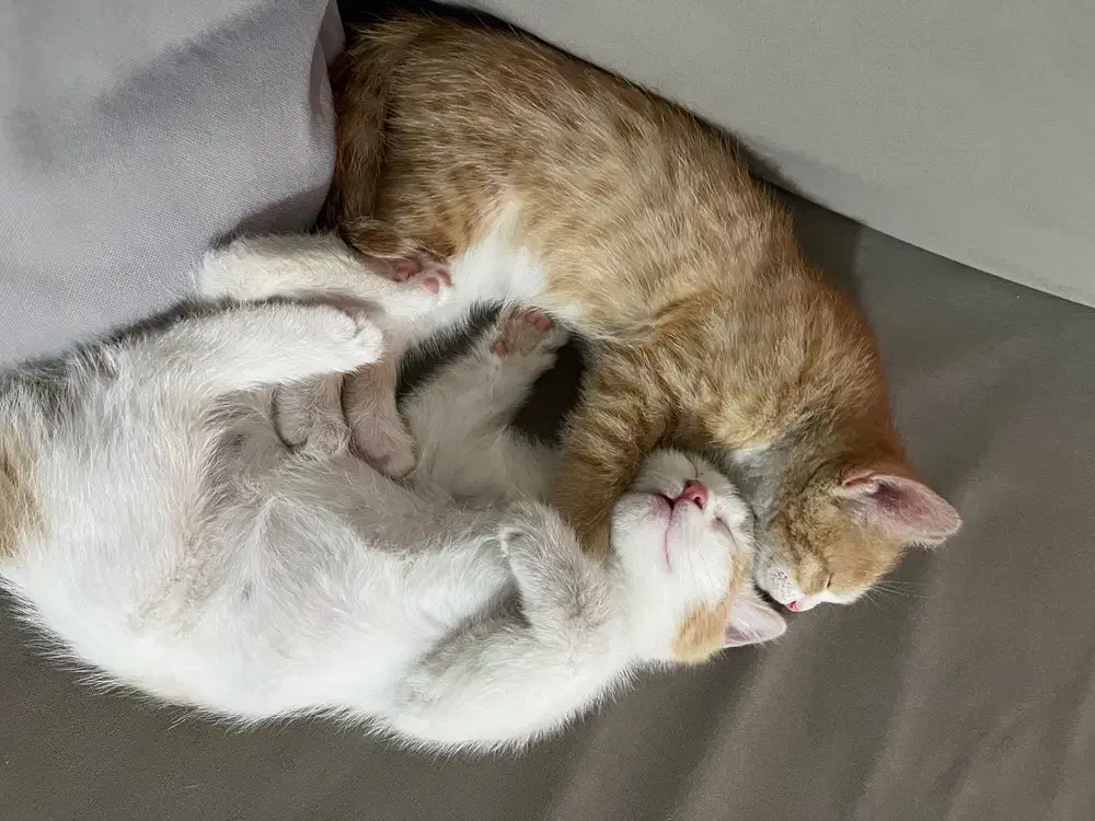 دوتا بچه گربه خونگی|گربه|اسلامشهر, چیچکلو|دیوار