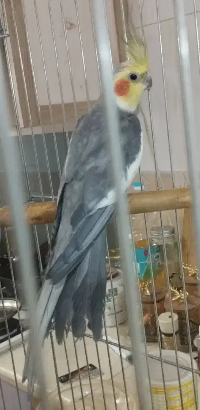 عروس هلندی نر گمشده|پرنده|دهلران, |دیوار