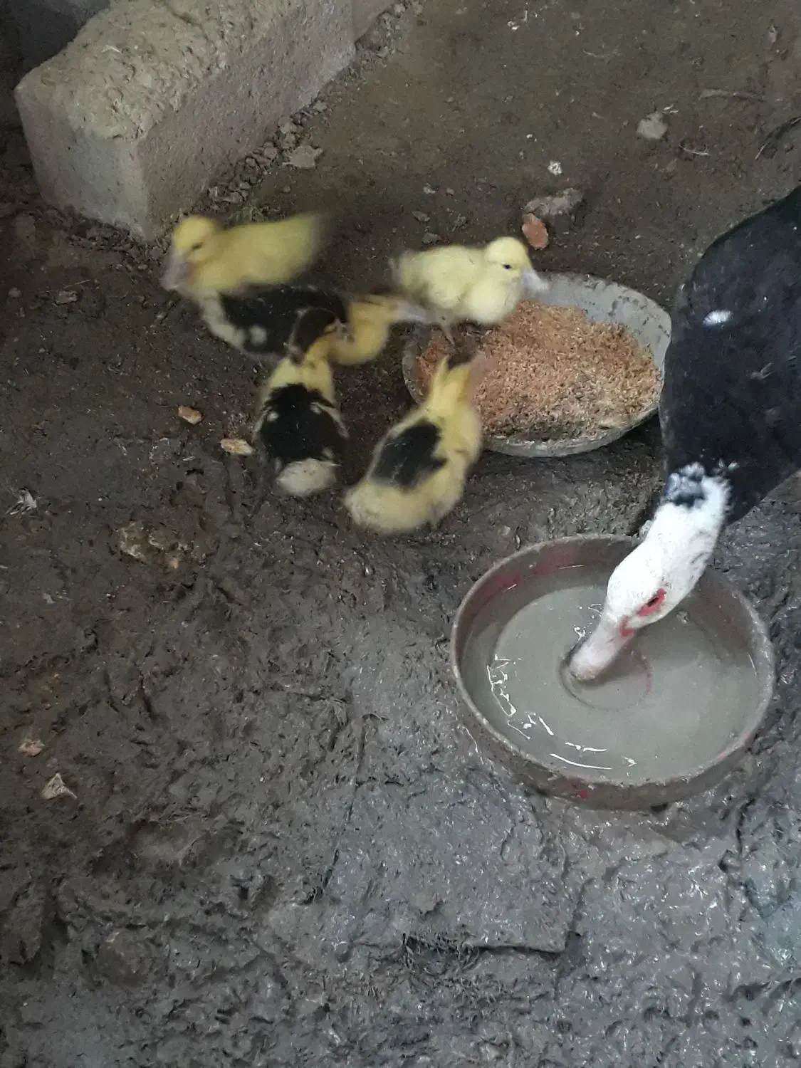 جوجه‌اردک|حیوانات مزرعه|سورک, |دیوار