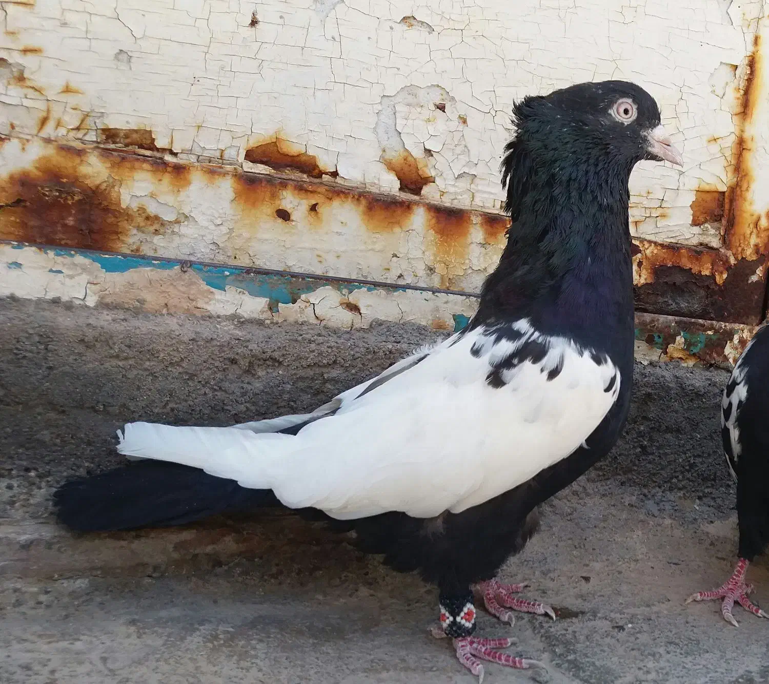 سینه سیاه .عکس نمایشیه متن بخونید کامل|پرنده|شیراز, گویم|دیوار