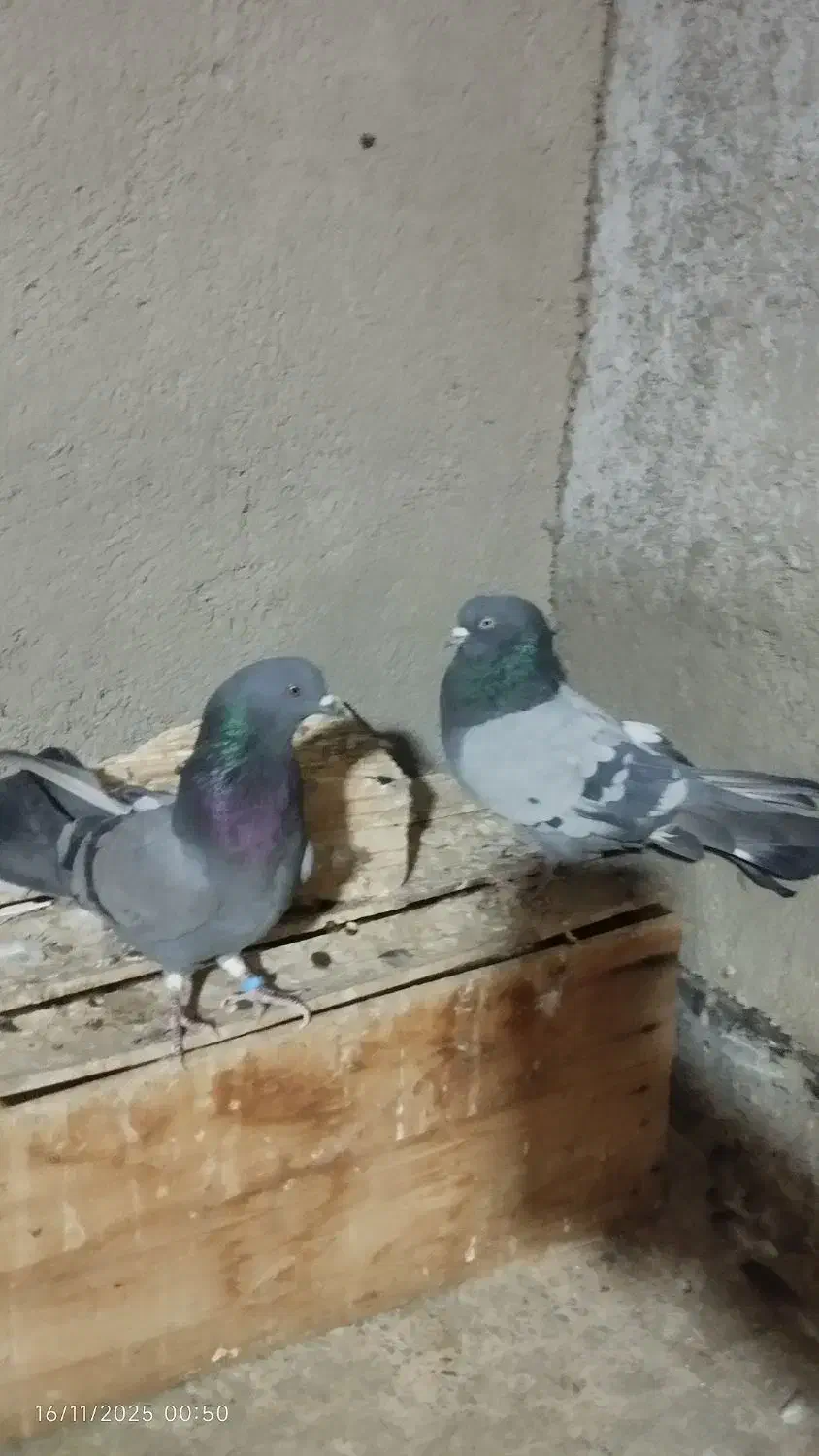 کفتر|پرنده|نسیمشهر, |دیوار