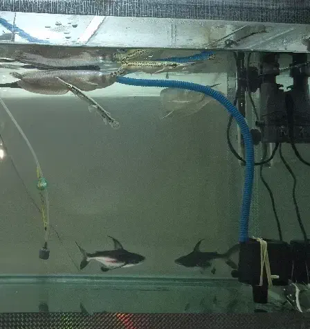 گوشتخوار|ماهی|فلاورجان, |دیوار