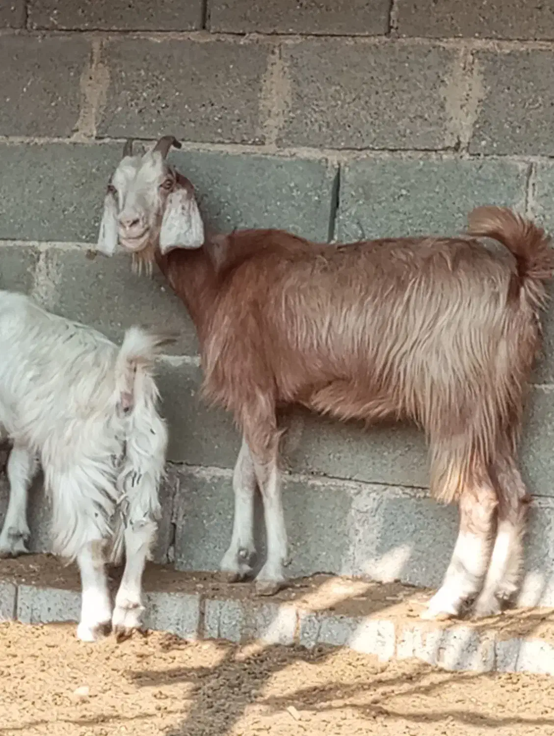 کهر ماده چاق در جم|حیوانات مزرعه|جم, |دیوار