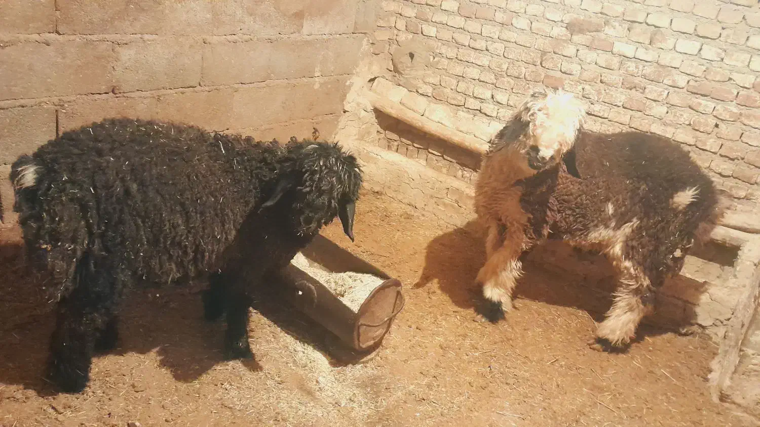 بره|حیوانات مزرعه|اردل, |دیوار