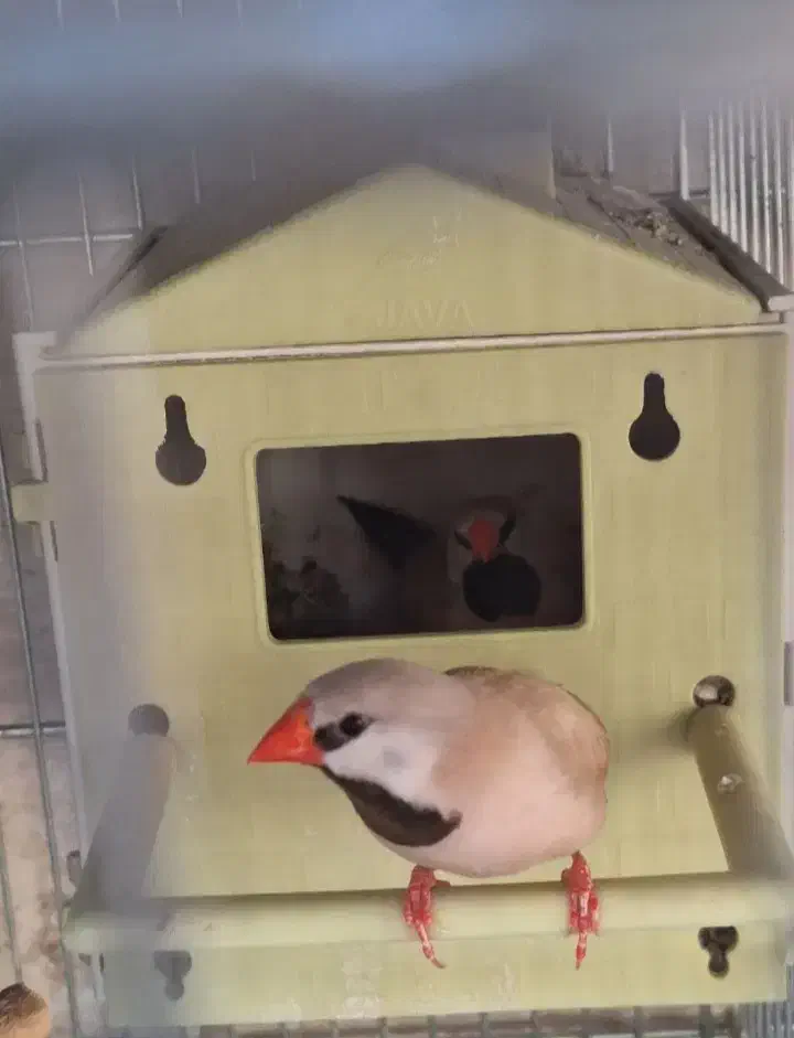 فنچ کرواتی مولد|پرنده|قزوین, |دیوار