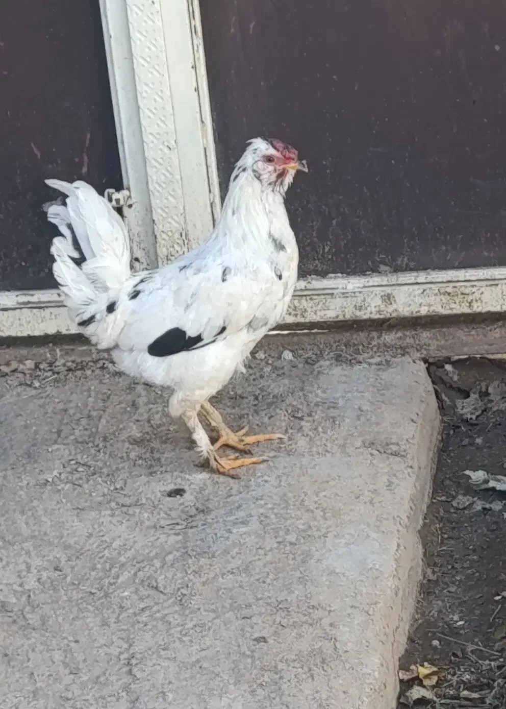 خروس|حیوانات مزرعه|قلعه شاهین, |دیوار