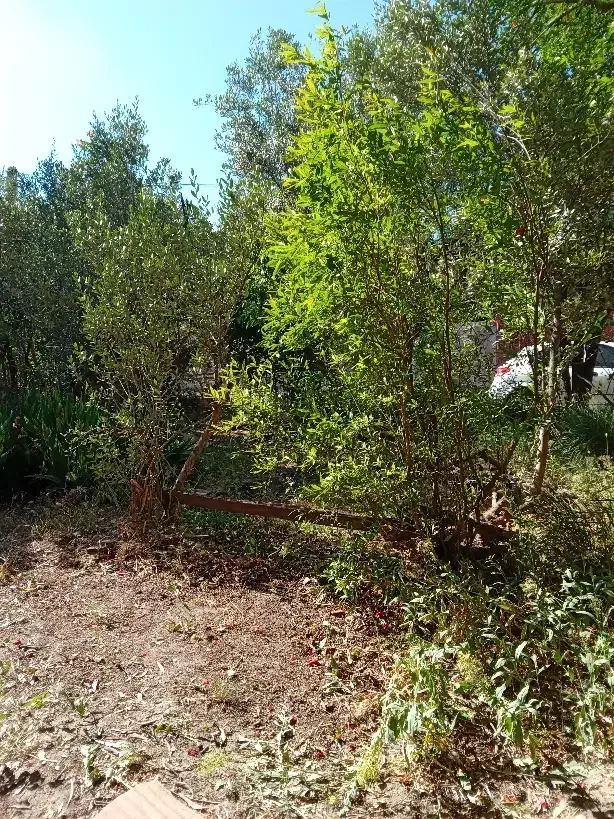 زمین مسکونی|فروش زمین و ملک کلنگی|رستم‌آباد, |دیوار