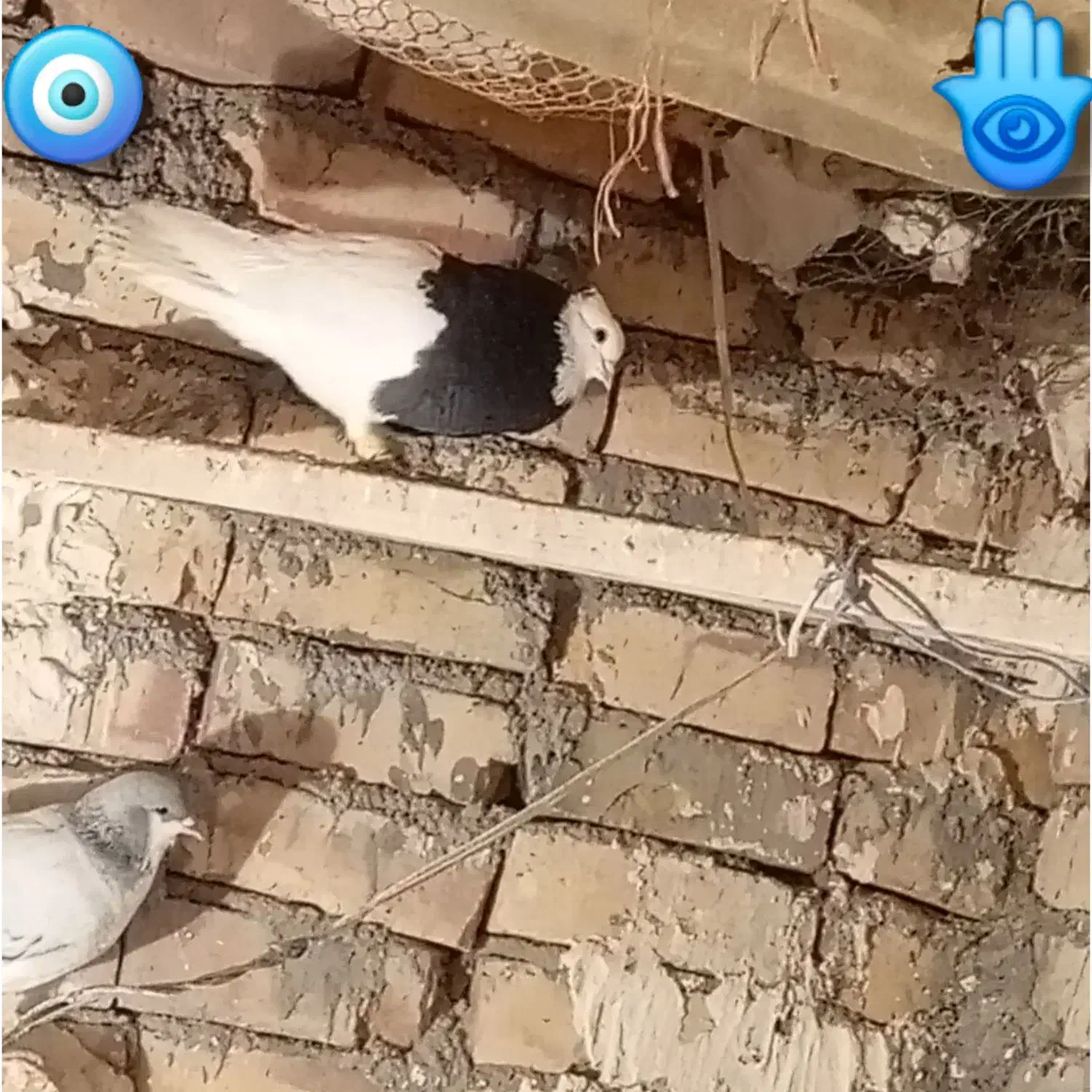 کبوتر طوقی|پرنده|بوئین زهرا, |دیوار