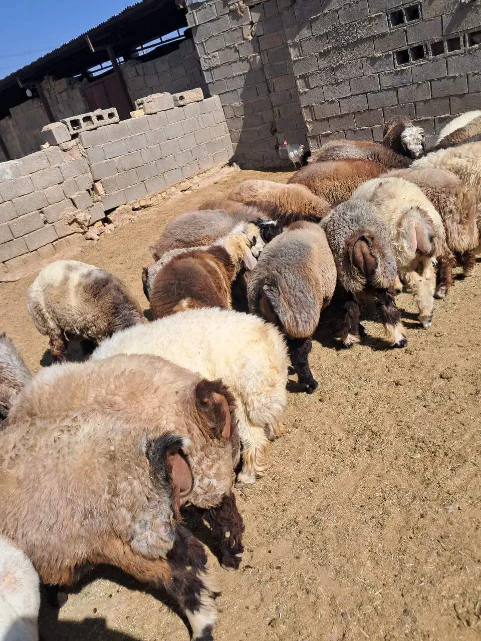 فروش ۳۰ راس بره نر|حیوانات مزرعه|شیراز, تاچارا|دیوار