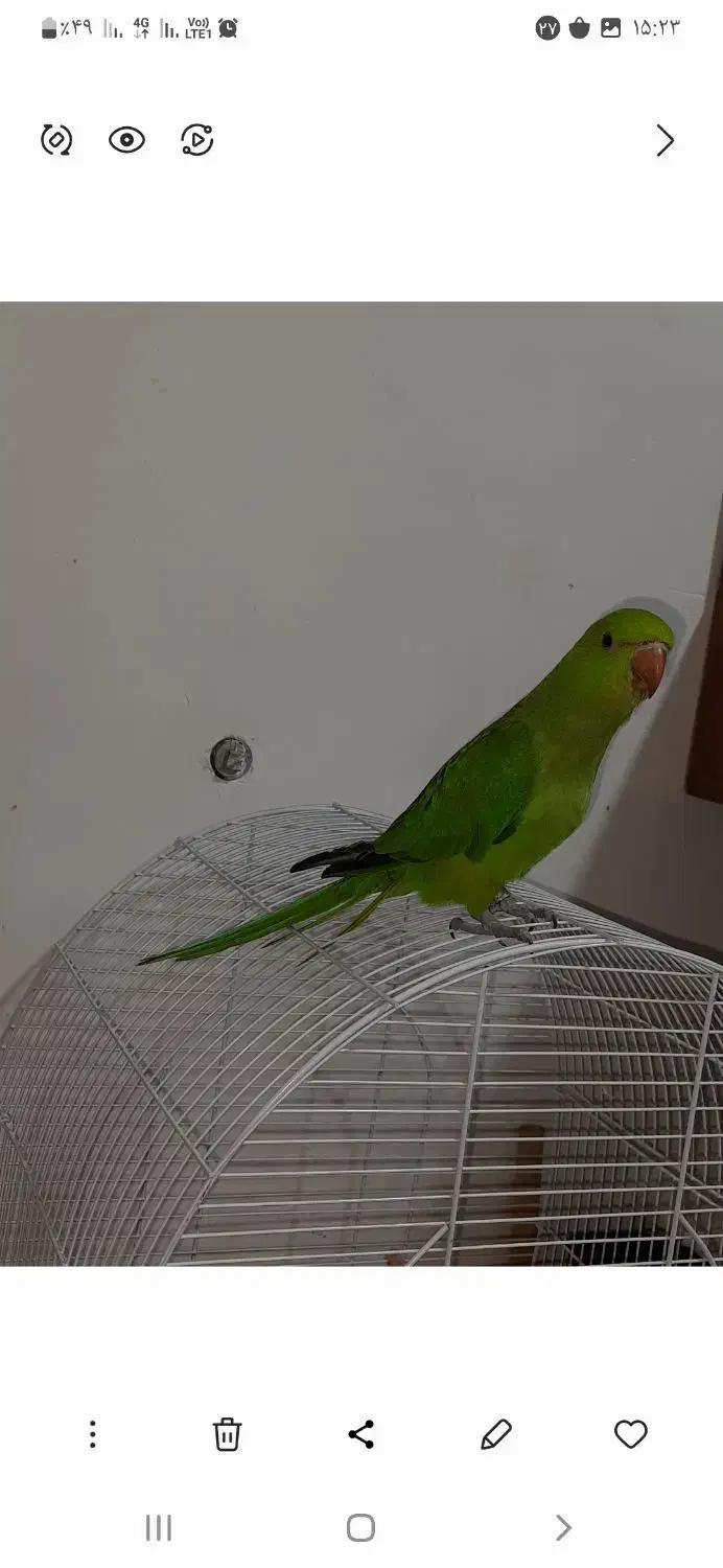 طوطی ملنگو ماده|پرنده|اهواز, اهواز|دیوار