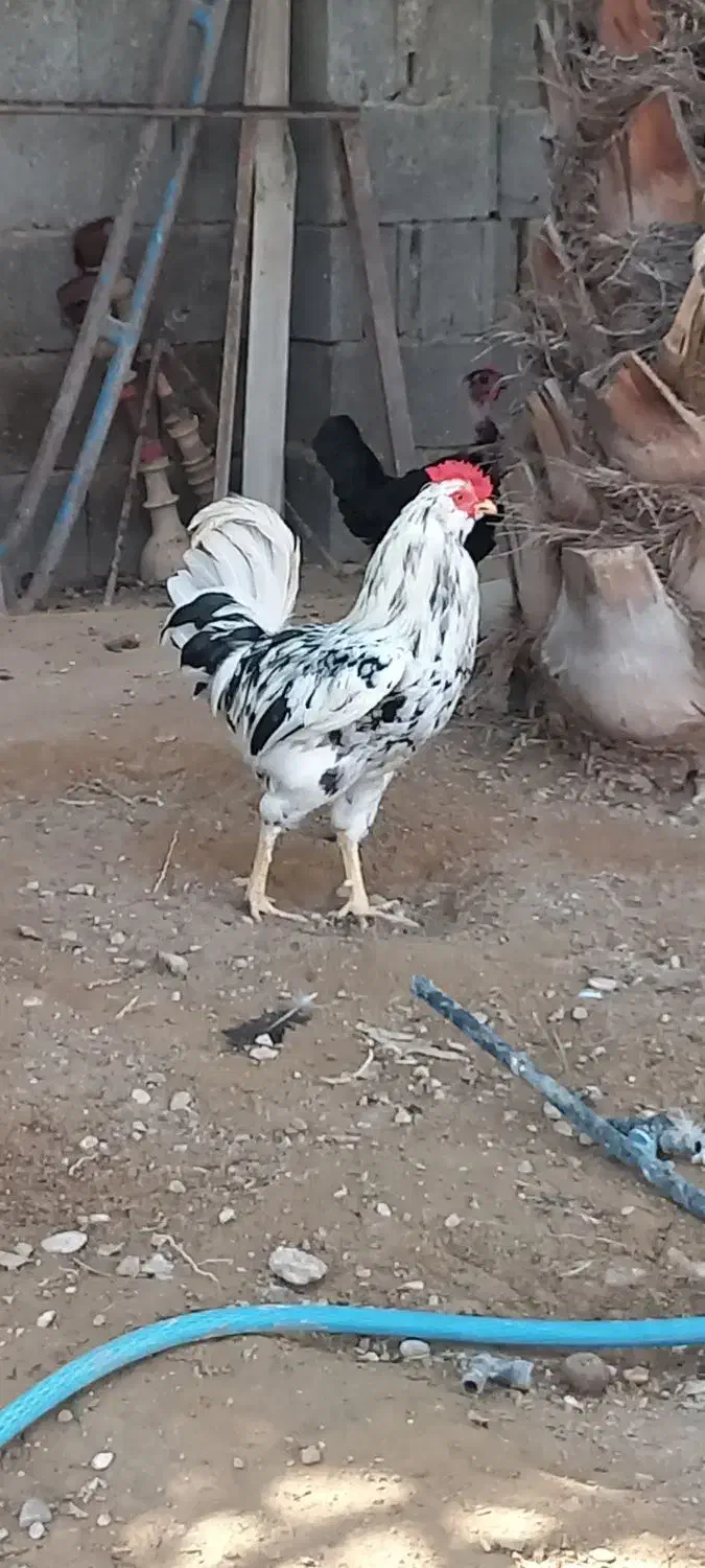 خروس گلین|حیوانات مزرعه|آبپخش, |دیوار