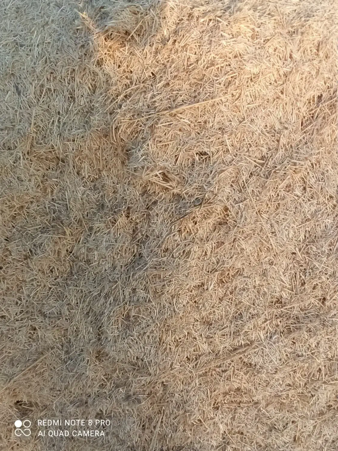 کاه.گندم.دیم|لوازم جانبی حیوانات|سریش آباد, |دیوار