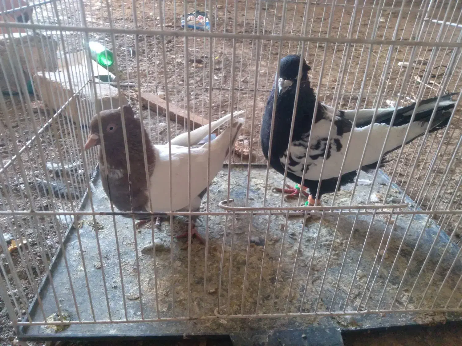 ۲۲عدد‌کبوتر‌جفت‌۴۸۰هزار|پرنده|چناران, |دیوار