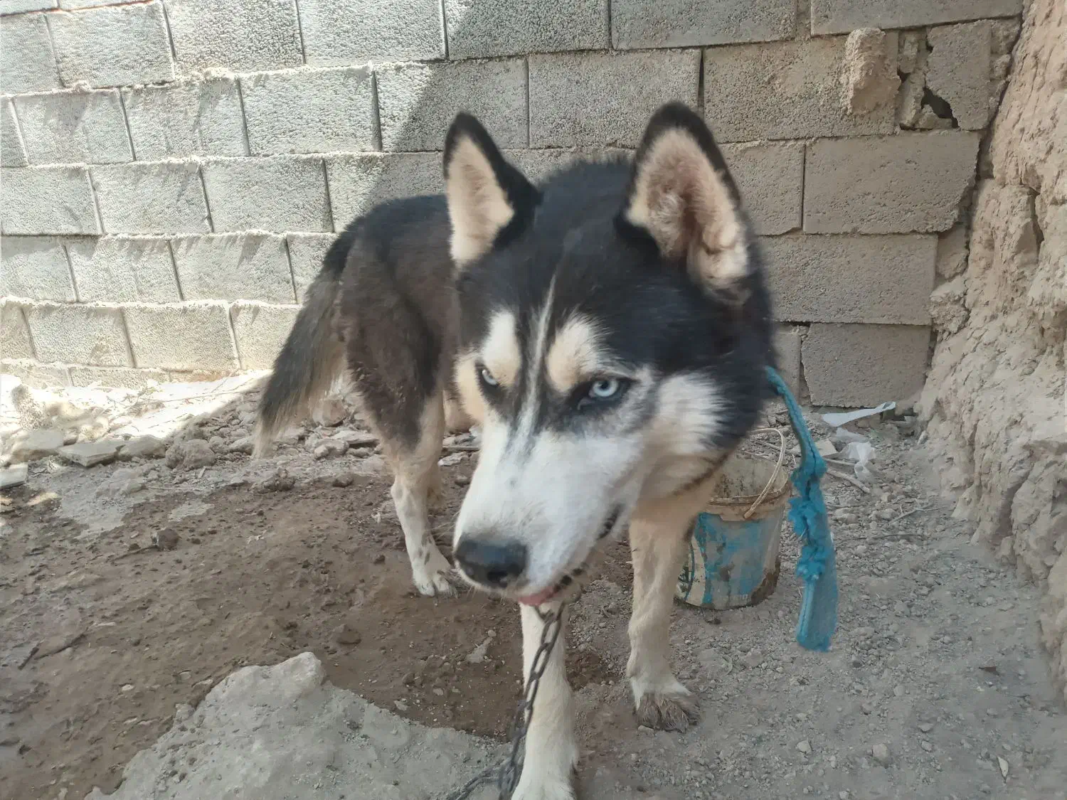 هاسکی و پاکوتاه|سگ|خمینی‌شهر, |دیوار