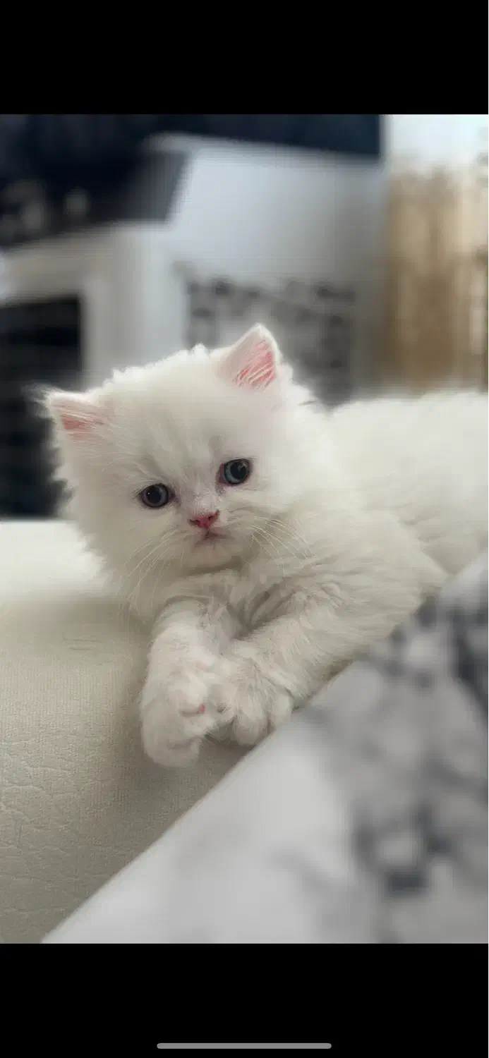 پرشین عروسکی و هیمالین رد پوینت|گربه|ارومیه, |دیوار