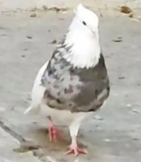 طوقی|پرنده|کرمانشاه, |دیوار