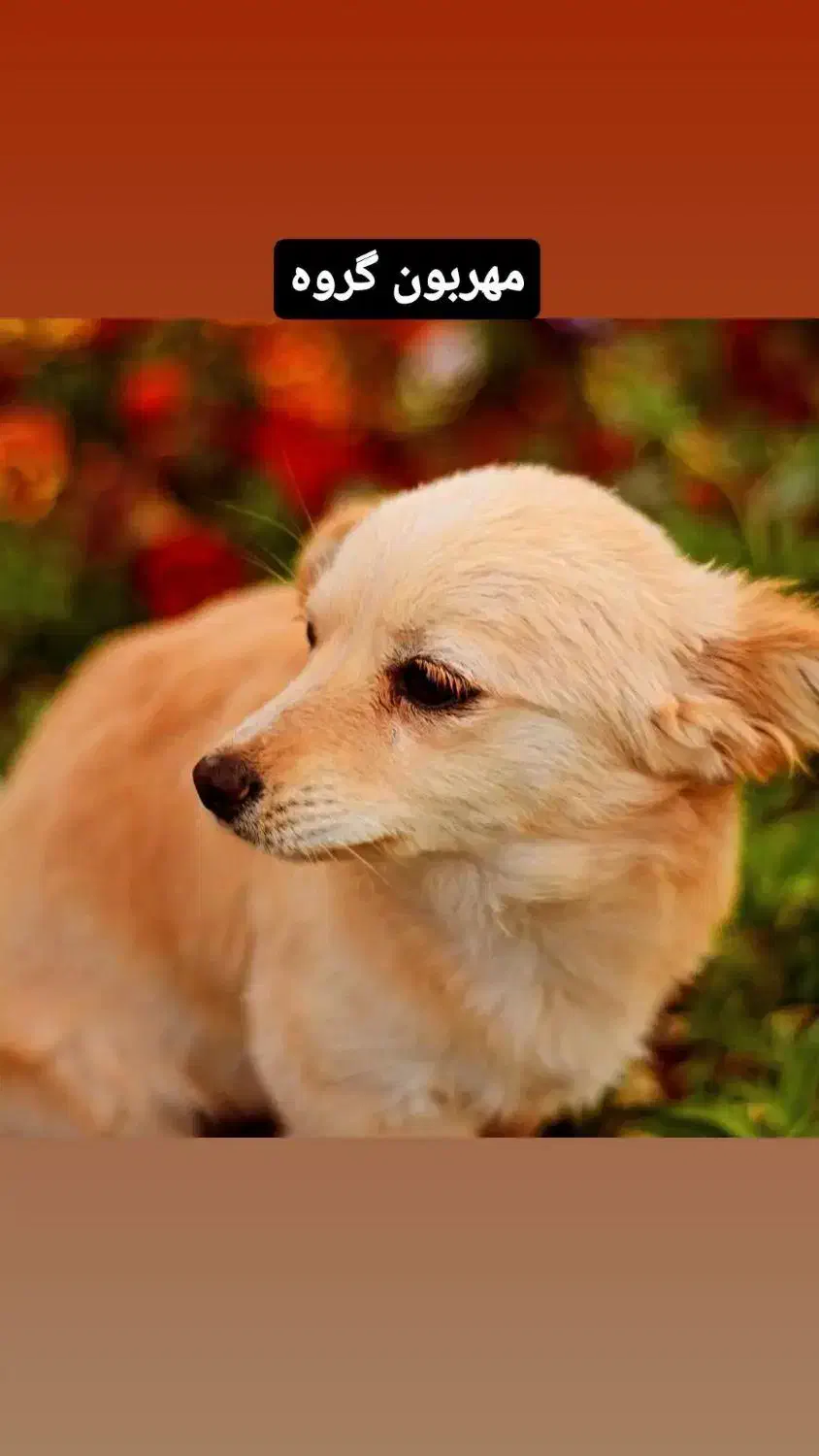 واگذاری|سگ|ساوه, |دیوار