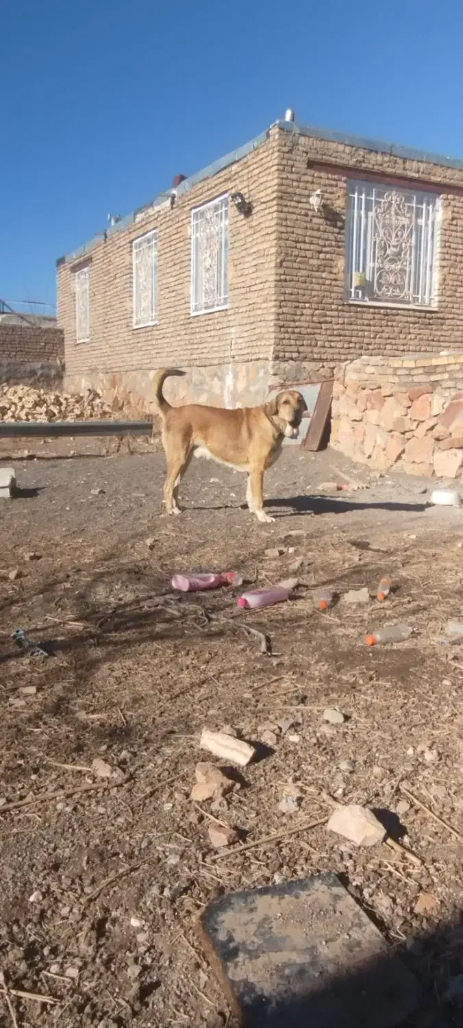 پژدر|سگ|فریمان, |دیوار