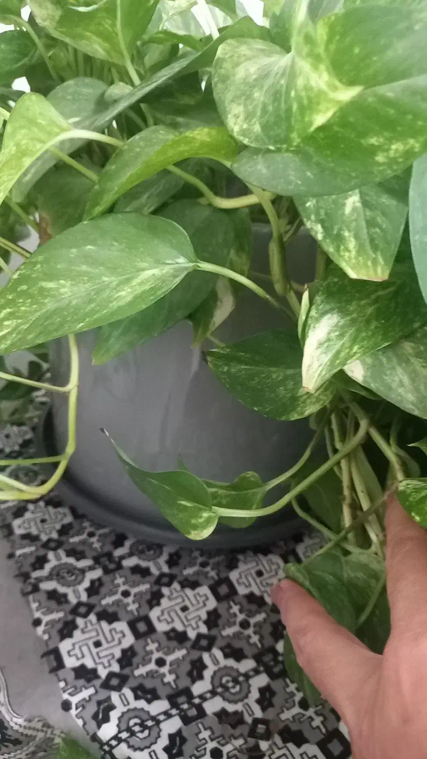 گل طبیعی پتوس جفت معاوضه با ظرف|گل و گیاه طبیعی|کرمانشاه, |دیوار