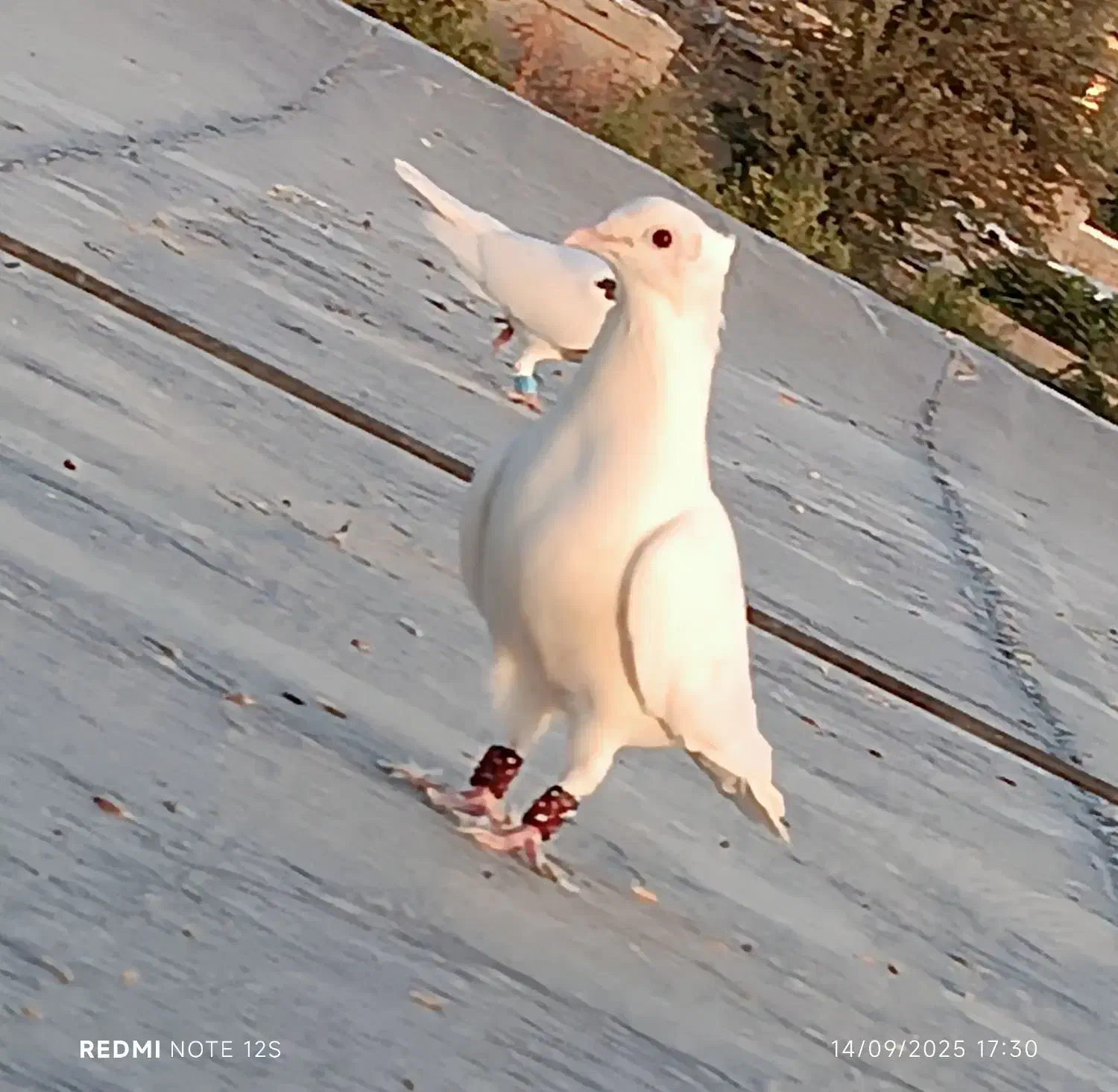 کبوتر|پرنده|آشخانه, |دیوار
