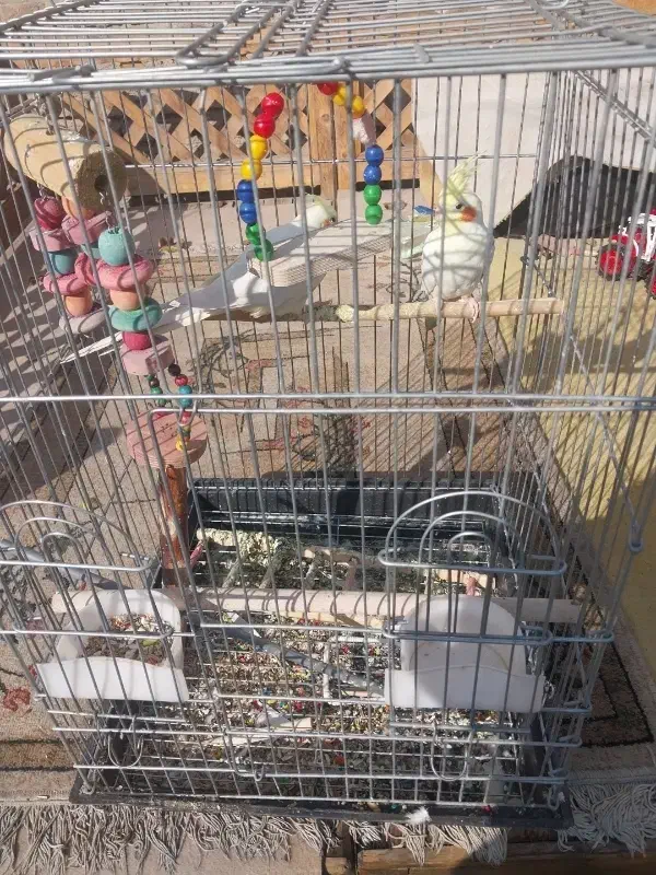 عروس هلندی زعفرانی|پرنده|فردیس, قریشی|دیوار