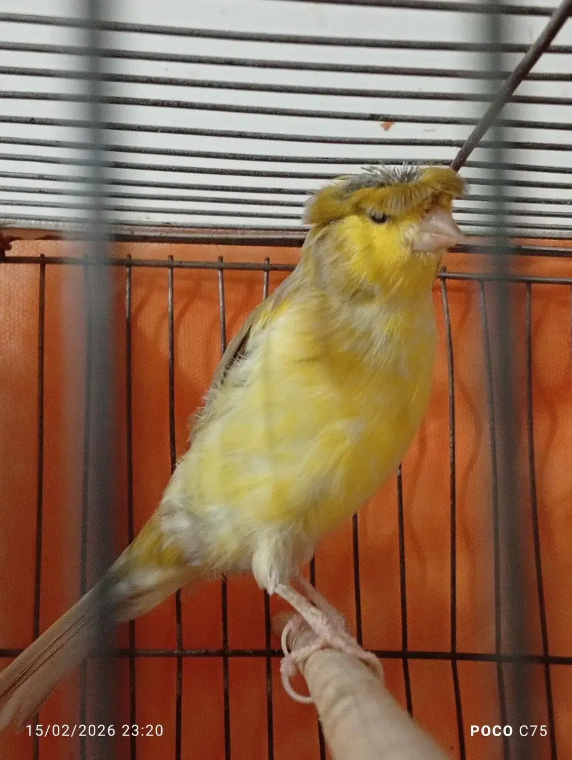 قناری|پرنده|گنبد کاووس, |دیوار