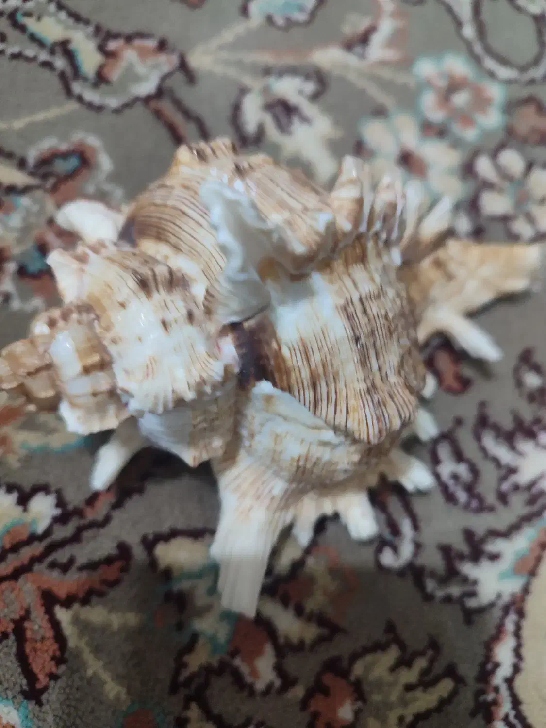 یه کارت ملی به اسم سودابه اسدی پیداشده|اشیا|سنندج, |دیوار