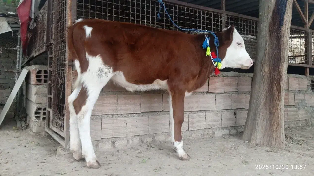 2 عدد گوساله سیمینتال ماده قرمز شرابی 4 ماهه|حیوانات مزرعه|گنبد کاووس, |دیوار
