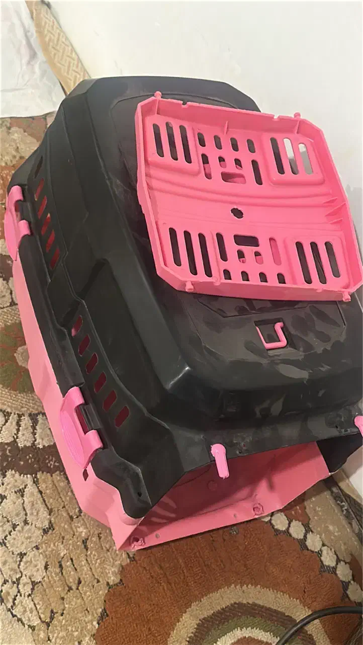 بچه گربه|گربه|قم, وادی السلام|دیوار