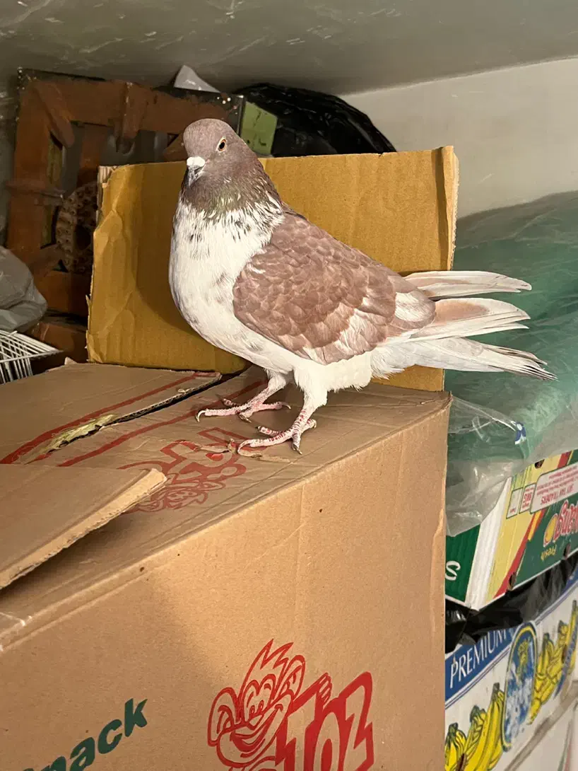 گرگی ماده|پرنده|مشکیندشت, |دیوار