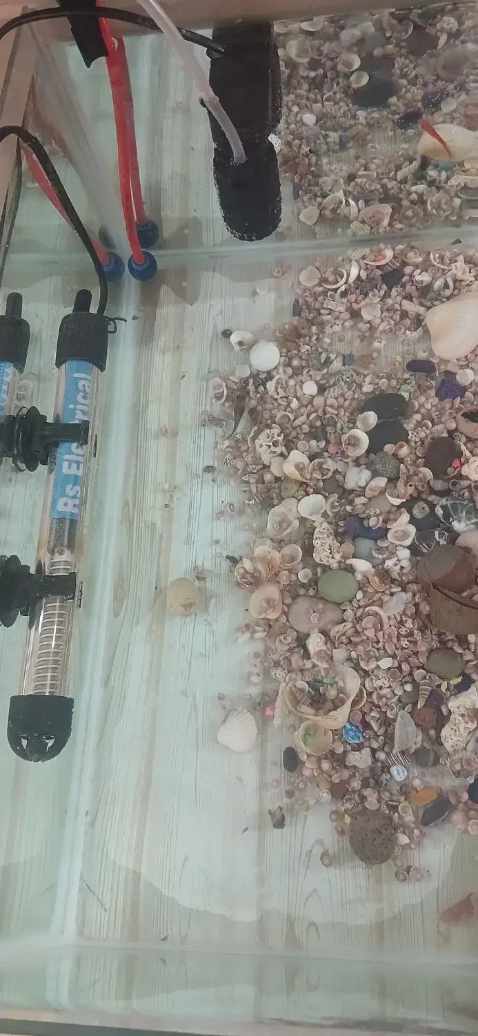 اکواریوم شیشه خم|ماهی|تفرش, |دیوار