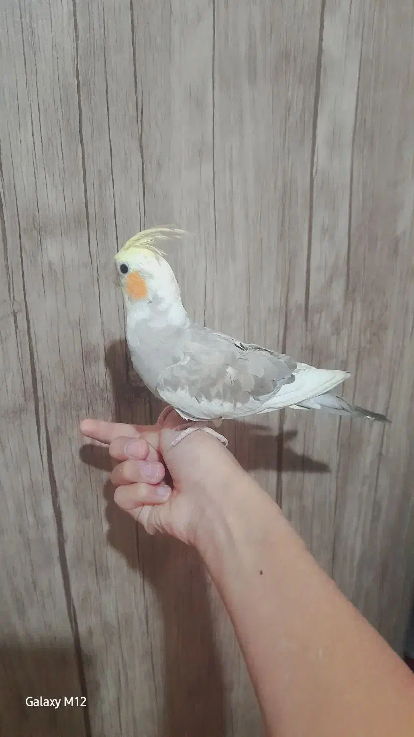 عروس هلندی ابلق|پرنده|بومهن, |دیوار