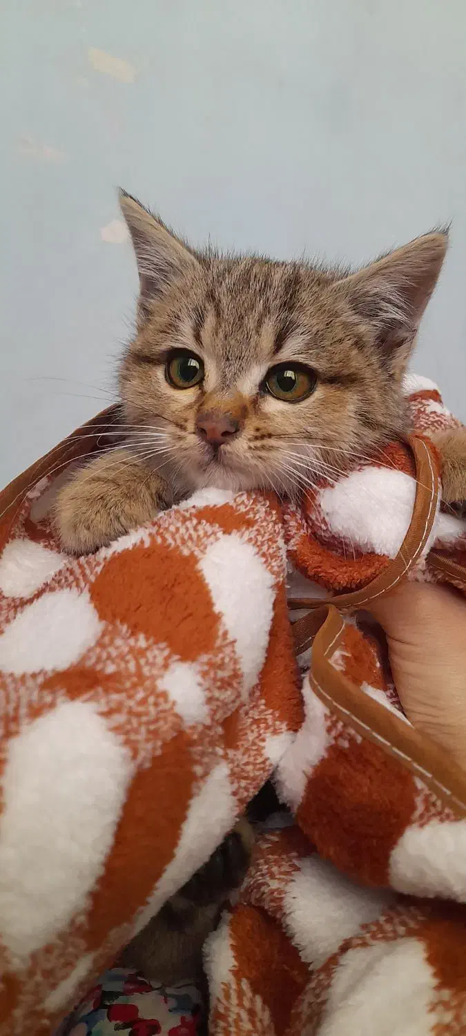 گربە خانگی|گربه|سنندج, |دیوار