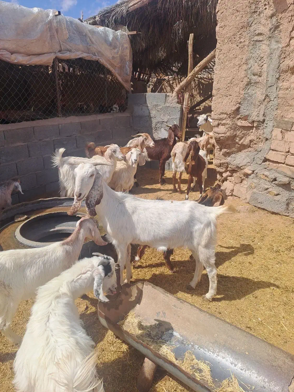گوسفند میش و بز|حیوانات مزرعه|سیرجان, |دیوار