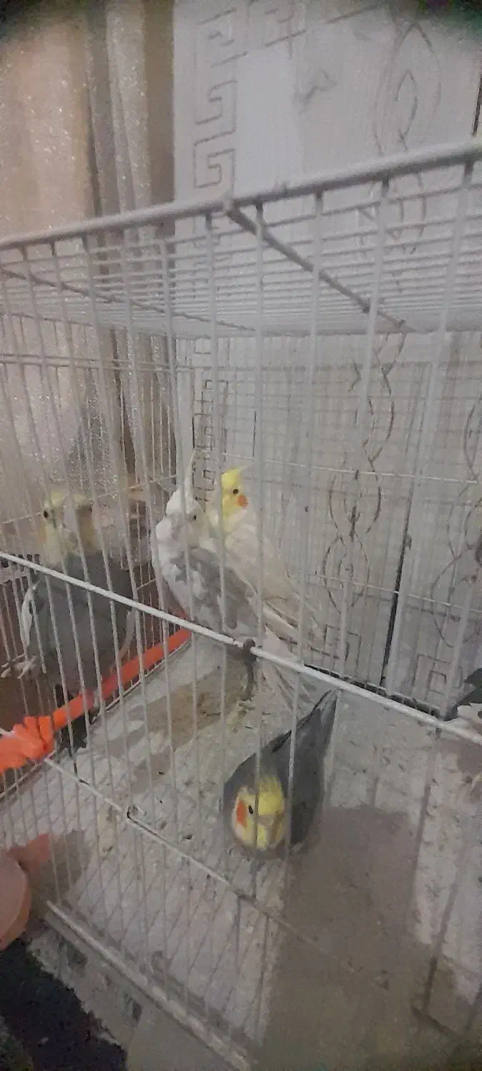 عروس هلندی|پرنده|تربت جام, میرقوام الدین|دیوار