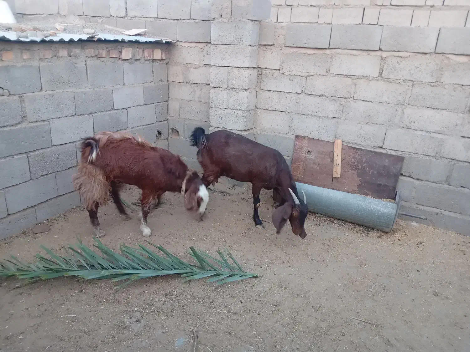 فروش بز و چپشت چاق و سرحال|حیوانات مزرعه|قلعه گنج, |دیوار