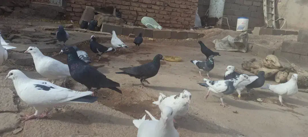 ۱۶ تا کبوتر پرشی نر قلدور|پرنده|اسفراین, |دیوار