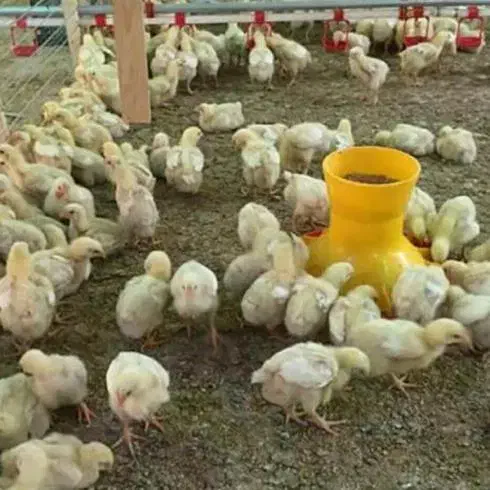 جوجه گوشتی|حیوانات مزرعه|سبزوار, کهنه آب|دیوار