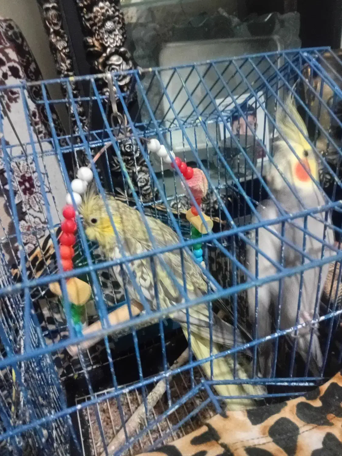 دو عددعروس|پرنده|ارومیه, |دیوار