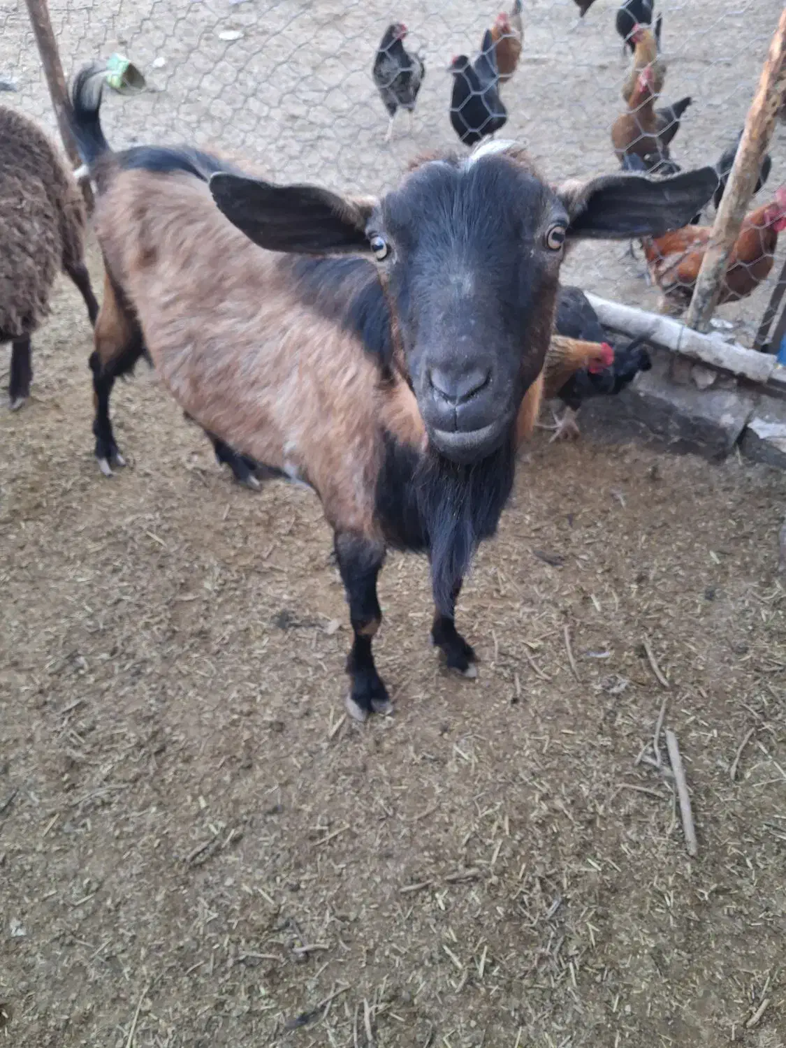 نری الپاین|حیوانات مزرعه|سیرجان, |دیوار