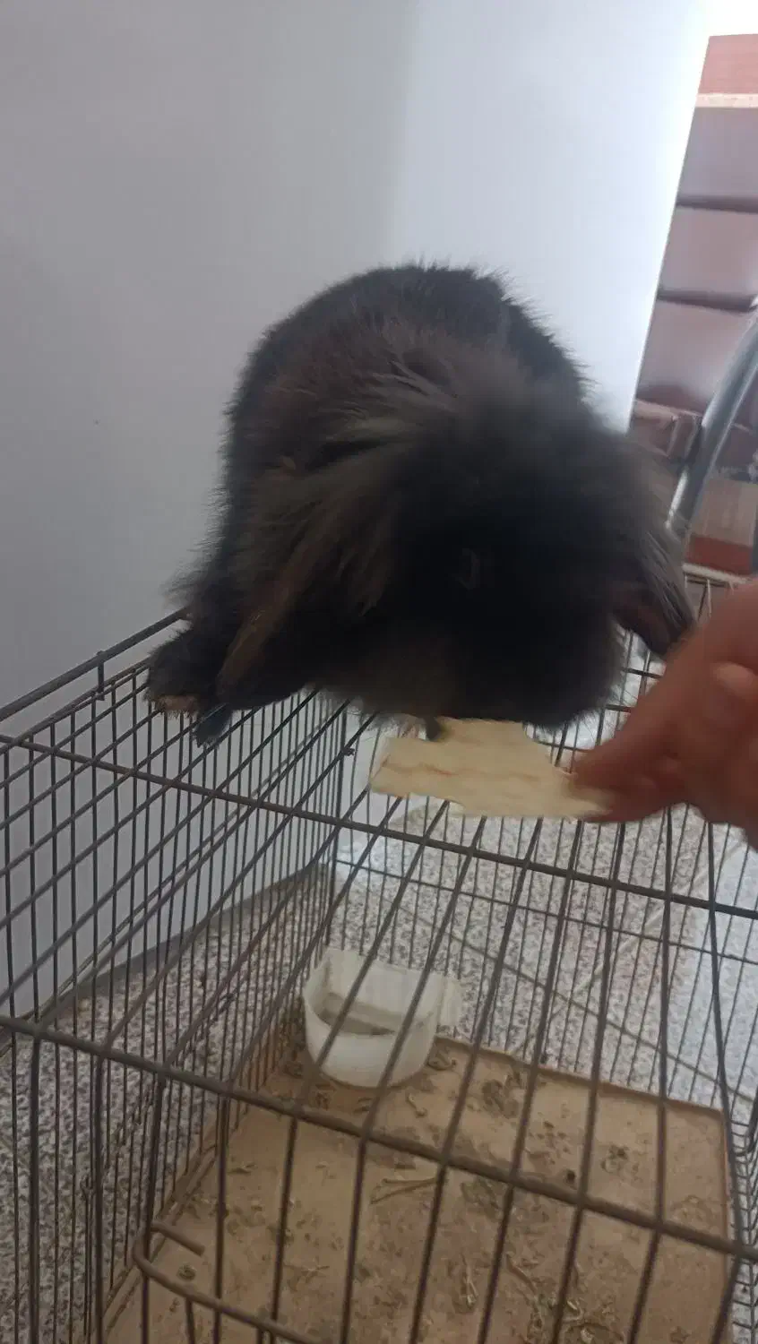 خرگوش لپ|موش و خرگوش|میاندوآب, |دیوار