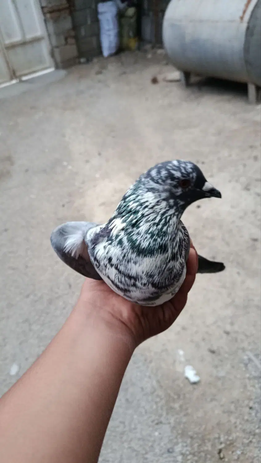 کبوتر|پرنده|آبدانان, |دیوار